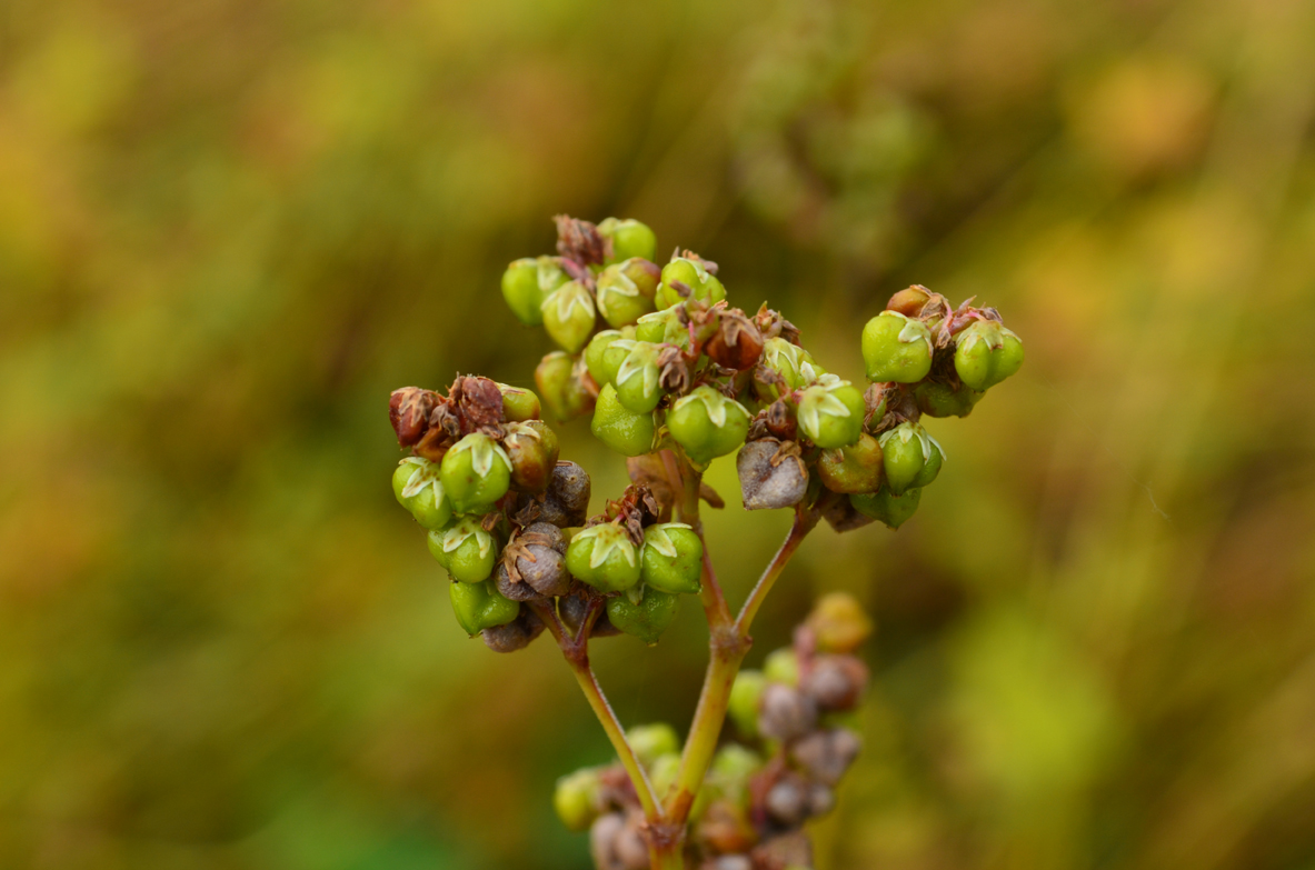 202009031639145027.jpg 202009031639145027.jpg